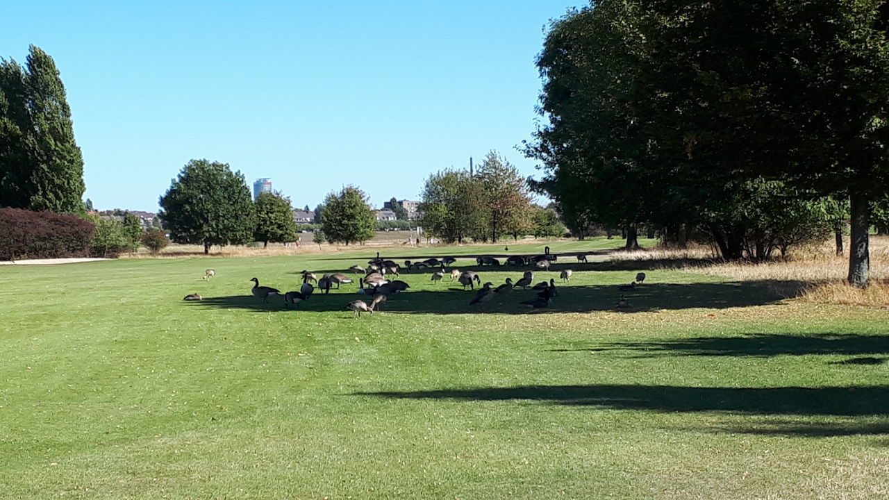 VIEW OF PARK AGAINST SKY