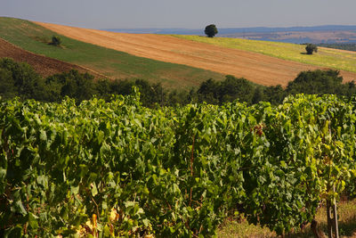 Scenic view of vineyard against sky