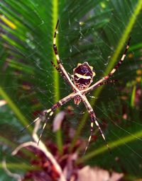 Close-up of spider on web