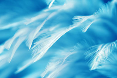 Full frame shot of feather