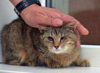 Close-up of hand holding cat