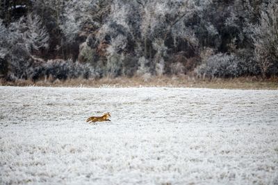 Bird in forest during winter
