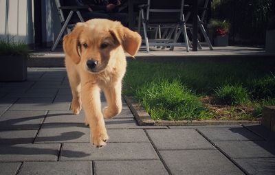 one animal