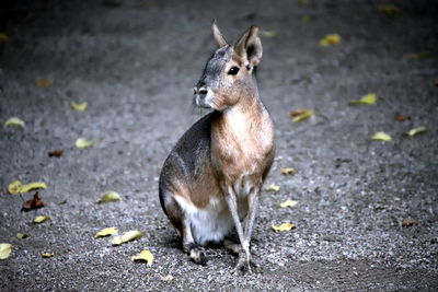High angle view of rabbit on road