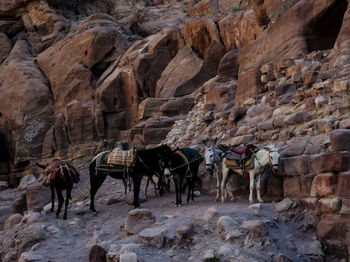 Horses standing on rock against sky