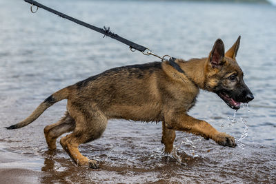 animal