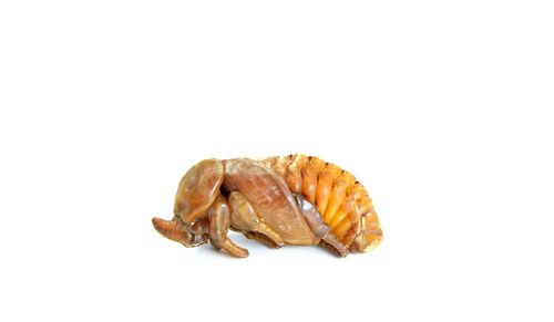 Close-up of shell over white background