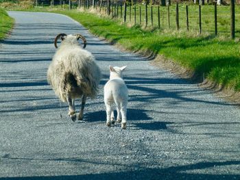 Sheep on road