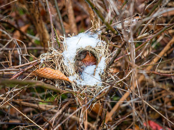 Close-up of birds in nest