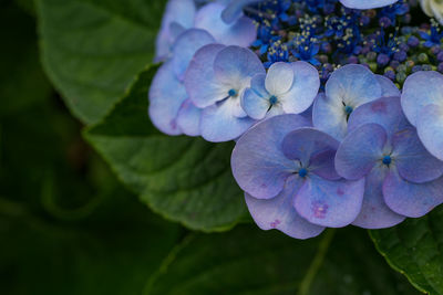 Close-up of purple hydrangea