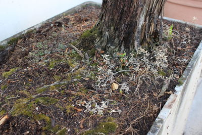 High angle view of tree trunk on field