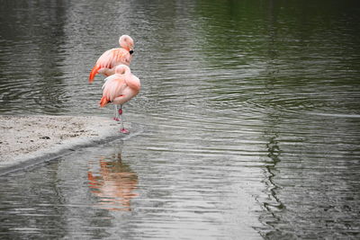 View of duck drinking water in lake