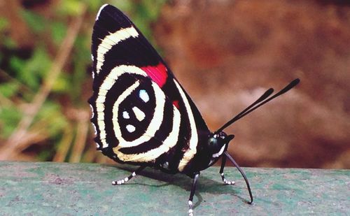 Close up of butterfly