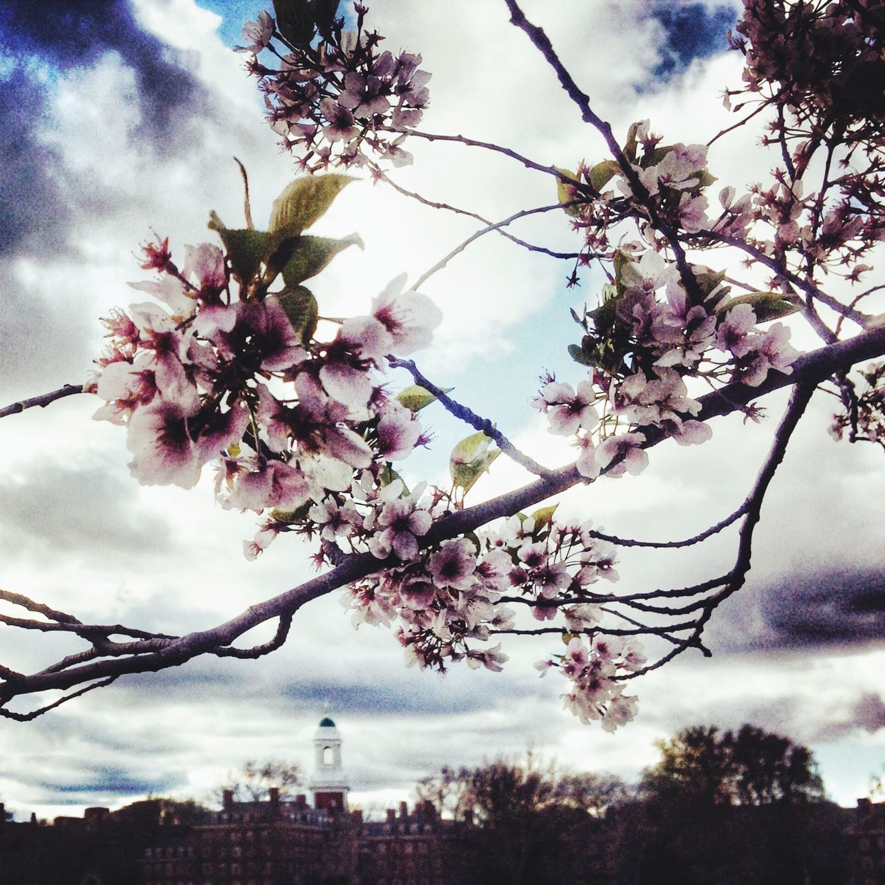 flower, branch, tree, sky, low angle view, growth, freshness, blossom, cherry blossom, beauty in nature, cloud - sky, nature, pink color, fragility, cherry tree, twig, building exterior, springtime, in bloom, built structure