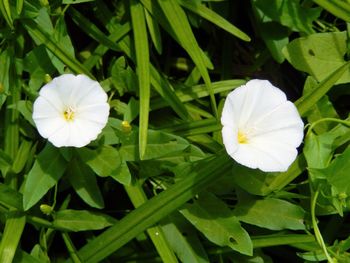 Close-up of white flowers