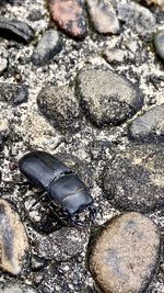 High angle view of crab on rock