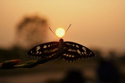 Creative photography of butterfly by shooting under orange sunset