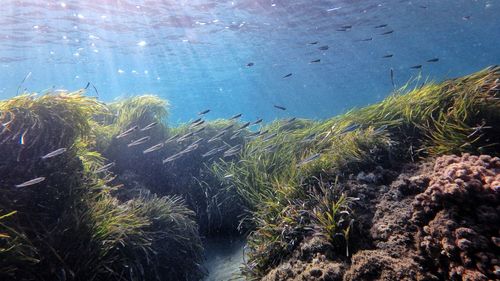 Fish swimming in sea