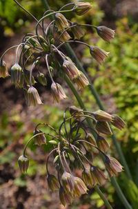 Close-up of fresh green plant