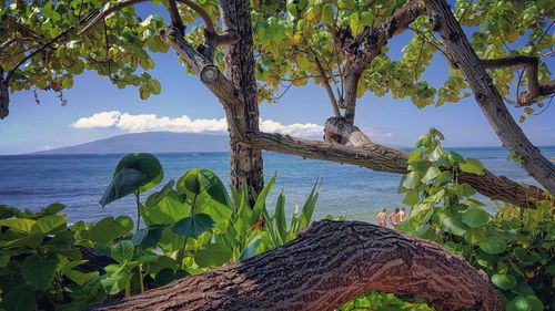 Close-up of tree by sea against sky