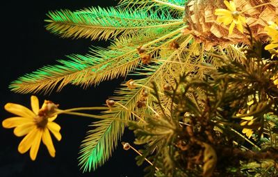 Close-up of flower tree