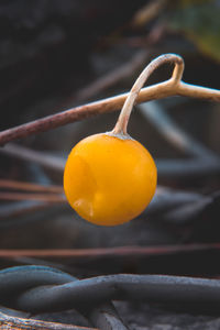 Close-up of orange fruit on tree