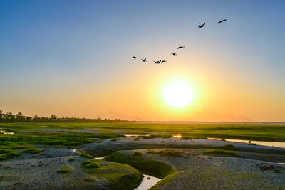 Flock of birds flying in the sky