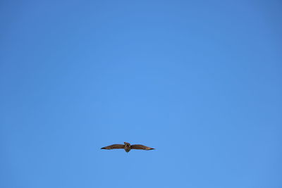 Low angle view of airplane flying against clear blue sky