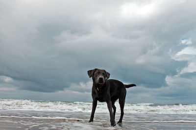 Black labrador standing on beach against cloudy sky