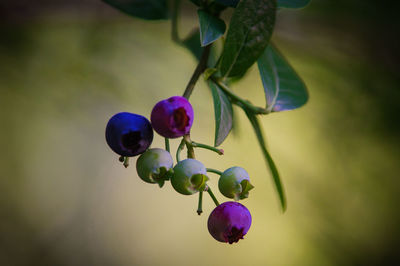 Close-up of purple berries growing on plant