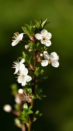 Close-up of white flowering plant