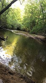 Scenic view of river in forest