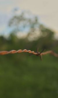 Close-up of plant against sky