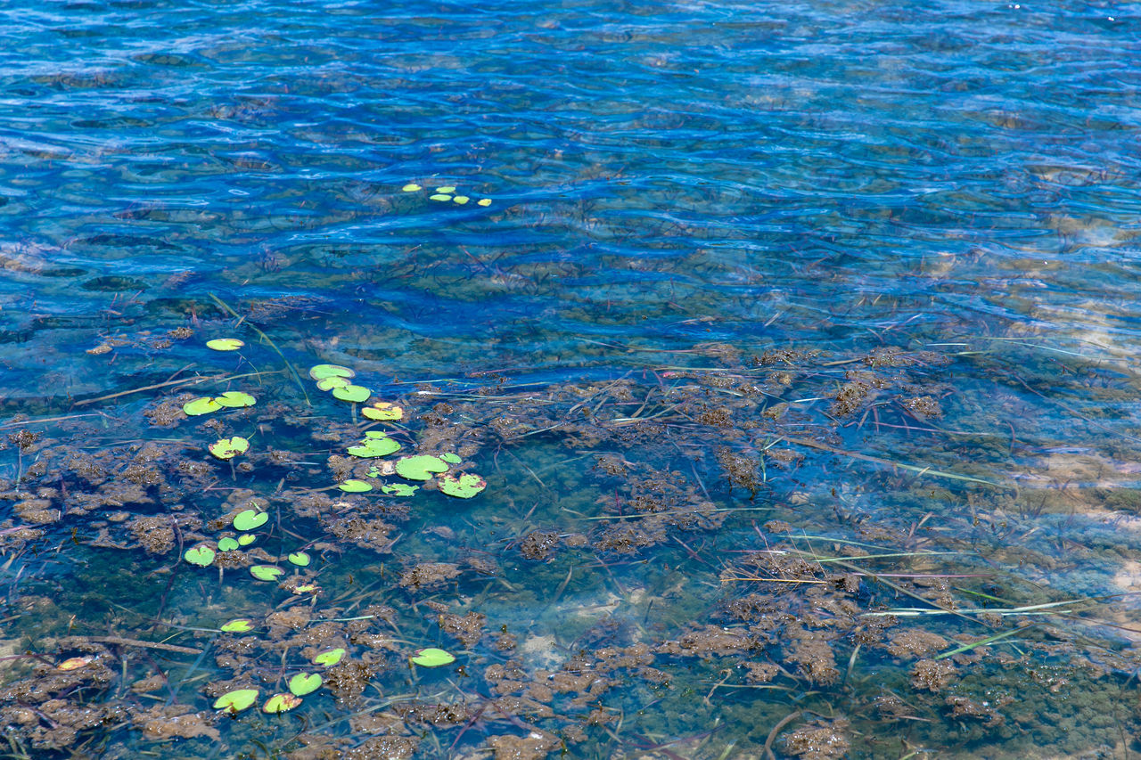 HIGH ANGLE VIEW OF LEAF FLOATING ON WATER