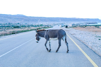 View of donkey on road