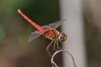 Close-up of dragonfly on twig