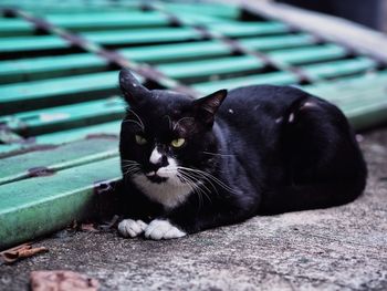 Close-up of black cat relaxing outdoors