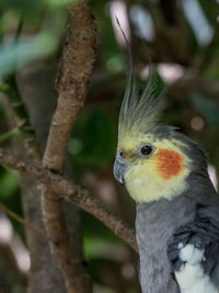 Close-up of bird perching on branch