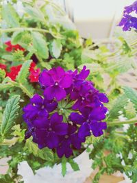 Close-up of purple flowers blooming outdoors