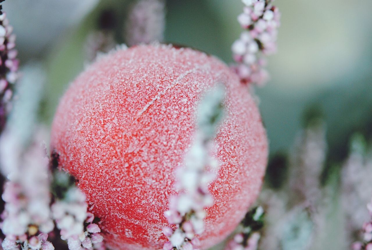 focus on foreground, close-up, growth, red, freshness, nature, beauty in nature, flower, selective focus, plant, fragility, tree, outdoors, day, no people, branch, growing, fruit, tranquility, stem