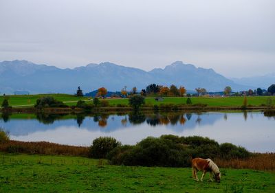 Side view of horses on lakeshore