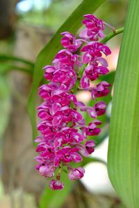 Close-up of pink flowering plant