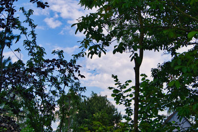 Low angle view of trees against sky