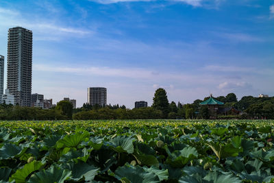 Plants growing in city against sky