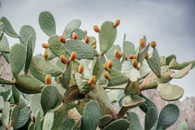 Close-up of leaves