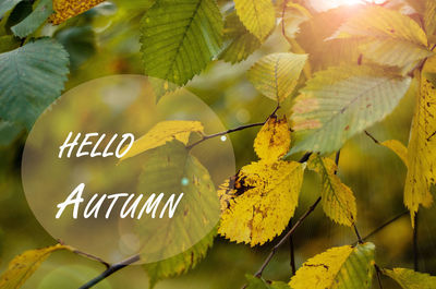 Close-up of yellow leaves on plant during autumn