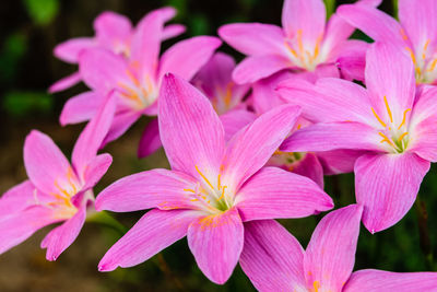 Close-up of pink flowering plants