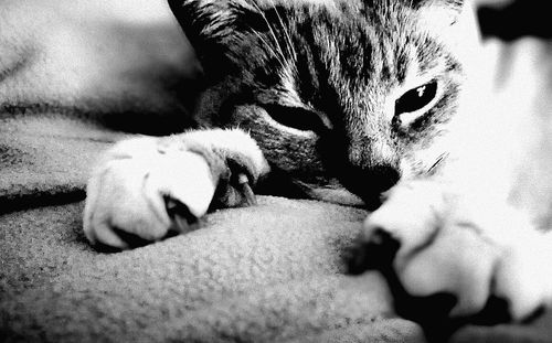 Close-up of cat lying on bed