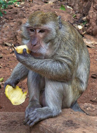 Monkey eating food