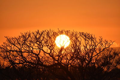 Low angle view of silhouette bare trees against romantic sky